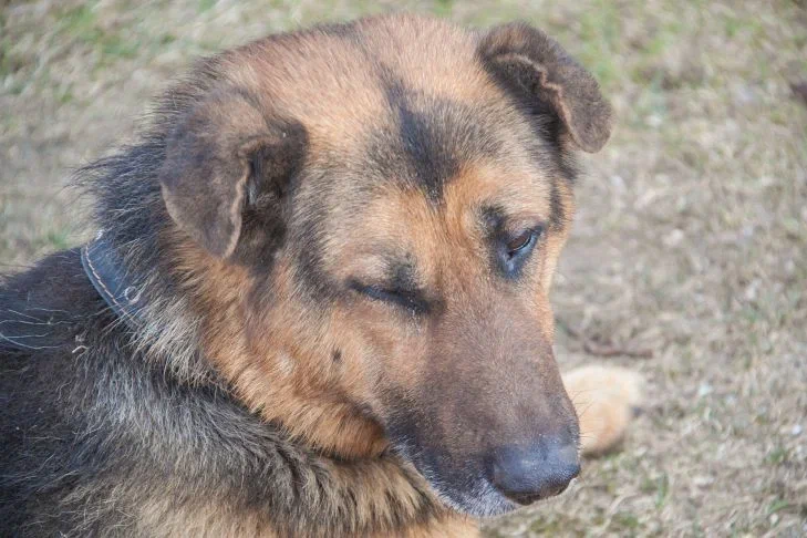 What smells dogs don't like: can cause aggression Dog