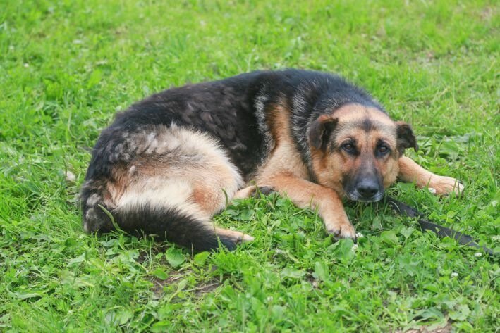 Why does a dog spin around before going to the toilet: strange behavior Dog