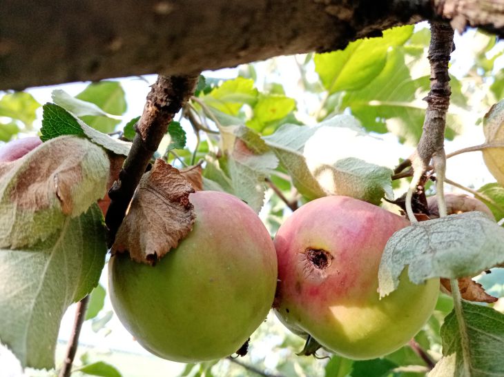 Who Shouldn't Eat Apples: Nutritionist Explains Why Apples