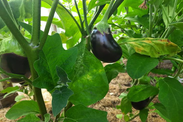 How not to feed eggplants: 3 common mistakes of summer residents - do not do this, otherwise you will lose the harvest eggplant