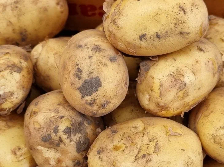 How Potatoes and Light Bulbs Are Connected: A Genius Life Hack Using Potatoes Potatoes