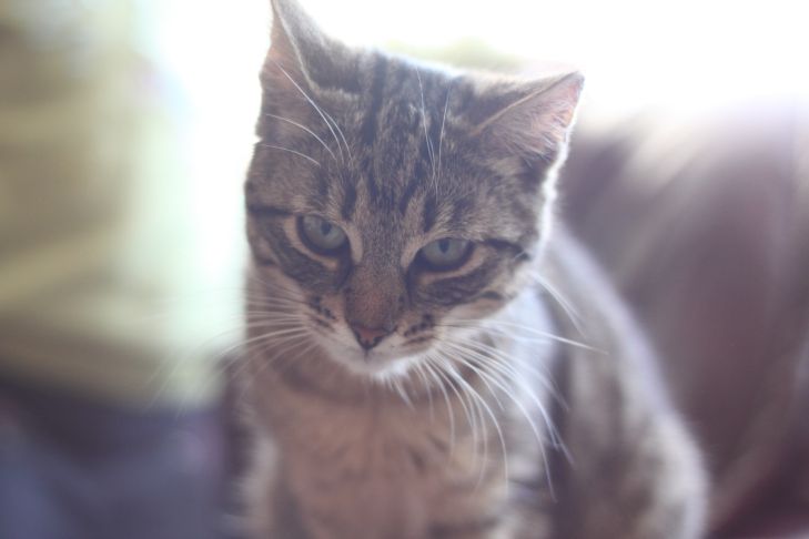 Comment aider un chat pendant la chaleur : suivez 5 règles importantes chat