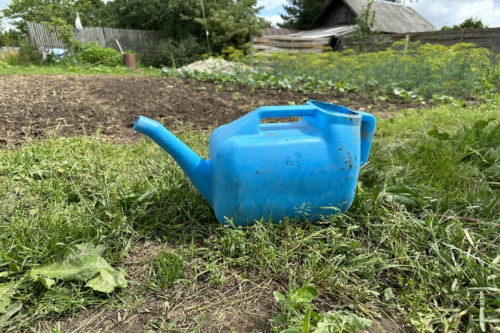 Vérité ou mythe : est-il vraiment impossible d'arroser les plantes pendant la chaleur pendant la journée - note pour les estivants arrosoir
