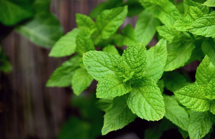 How to Make Natural Mint Syrup: The Easy Way mint