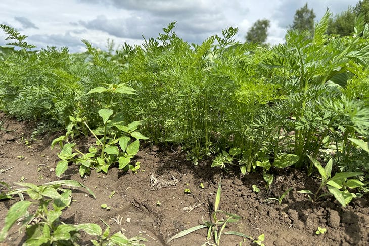 Comment faire pousser des carottes juteuses et sucrées : c'est ce qu'un résident d'été ne doit pas oublier en juillet - cela a à voir avec l'arrosage carotte