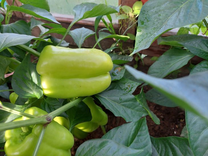 How to extend pepper fruiting: here's what you need to do with the plant in August once every 5 days - an interesting technique pepper