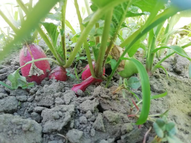 Pour quelles plantes la cendre de bois est-elle extrêmement dangereuse : ne détruisez pas votre récolte par ignorance radis