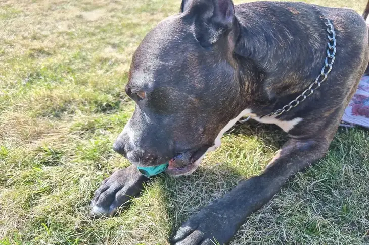 Por qué a los perros les encantan los juguetes con chirrido: varias teorías Perro