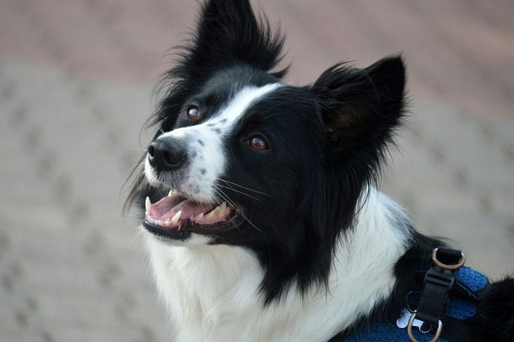How Border Collie Chaser Earned the Title of Smartest Dog on Earth: Here's What She Could Do Dog