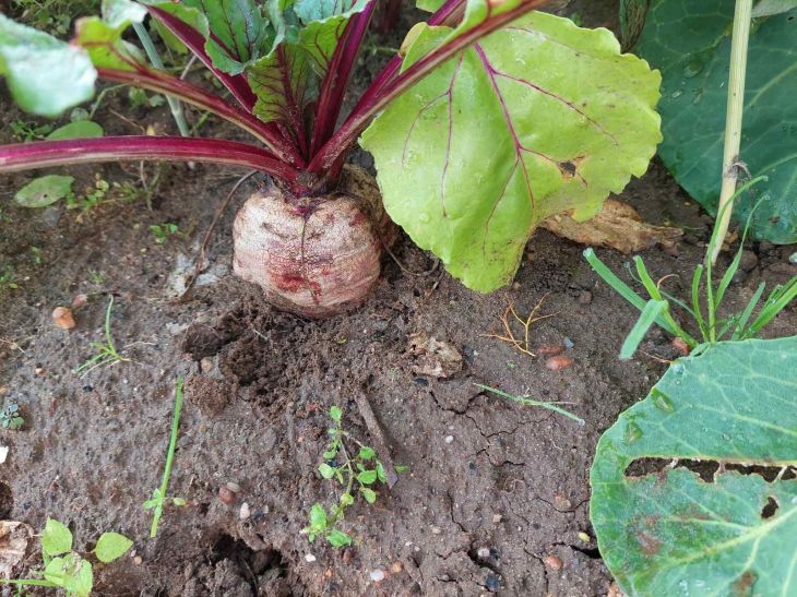 How to understand that it is time to harvest beets: the main signs are named beet