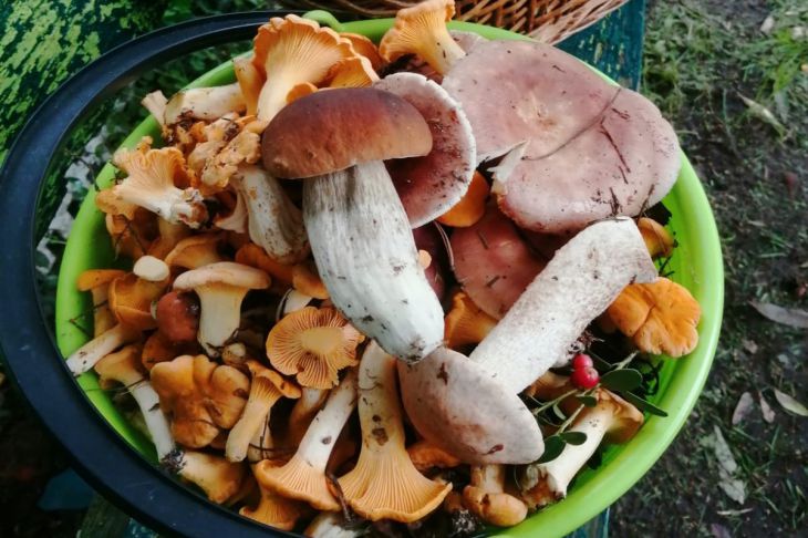 Wie man Pilze köstlich zubereitet: Köche verraten ihre Geheimnisse Pilze