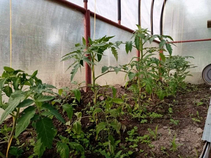 Greenhouse