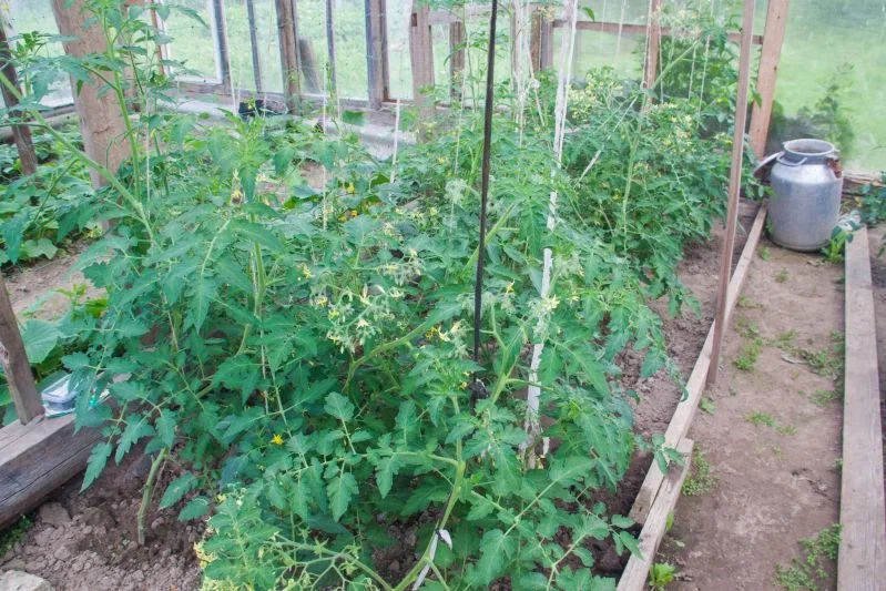 Why Gardeners Need Tomato Tops: Another Way to Benefit from the Harvest Tomatoes