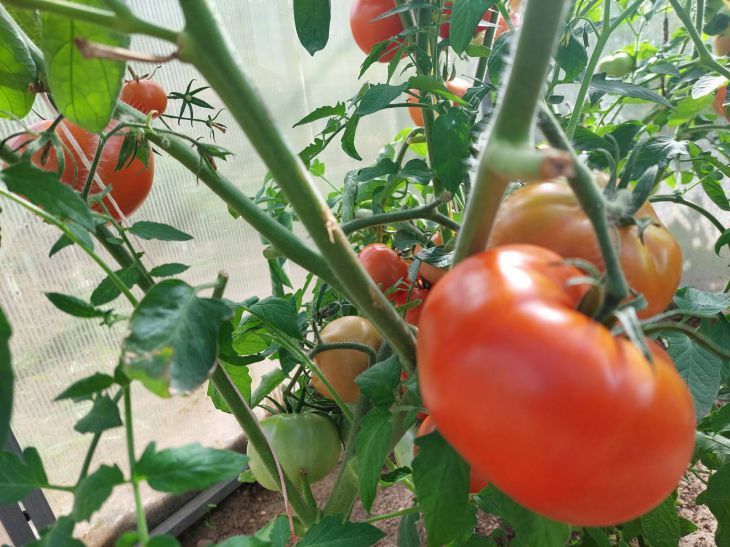 Tomaten vor Kraut- und Knollenfäule schützen: einfache und wirksame Methoden – Hinweis für Gärtner Tomaten