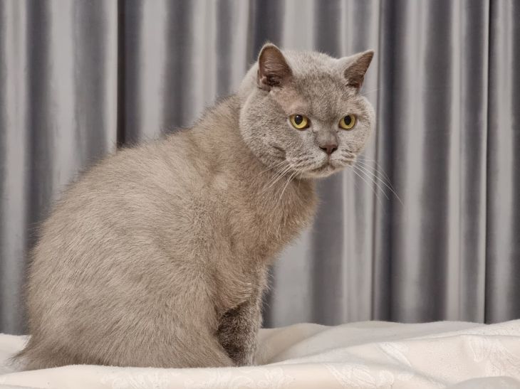 How to Stop a Cat from Meowing Loudly: 5 Steps cat