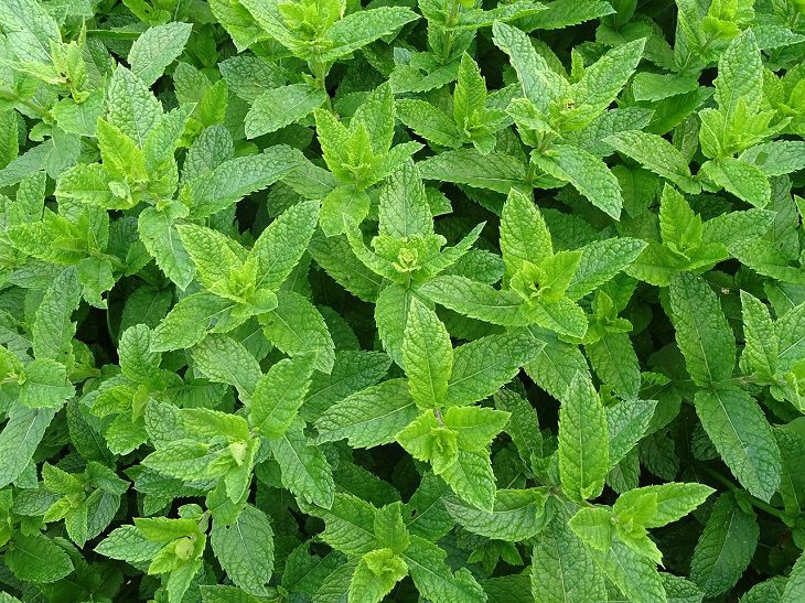 Why mint is useful in the garden: secrets of the green sorceress for your garden mint
