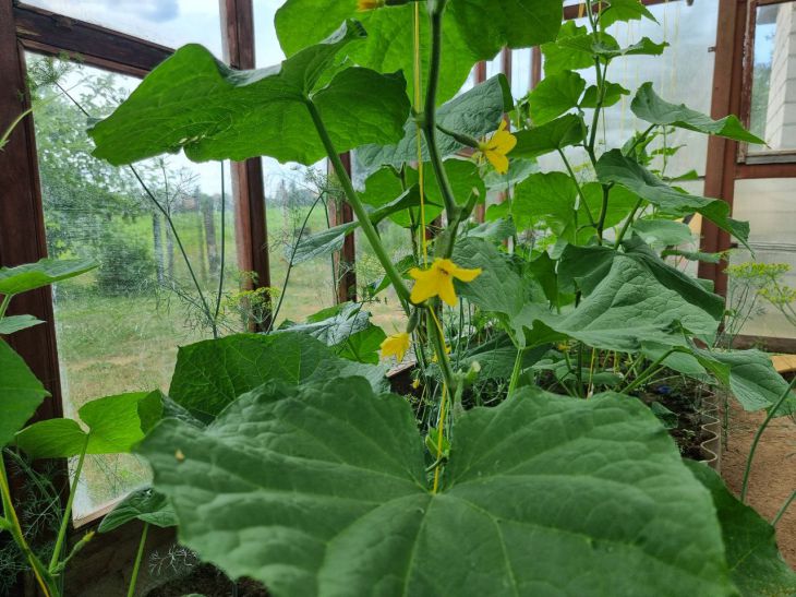 How to deal with powdery mildew: experienced gardeners shared a proven remedy cucumbers