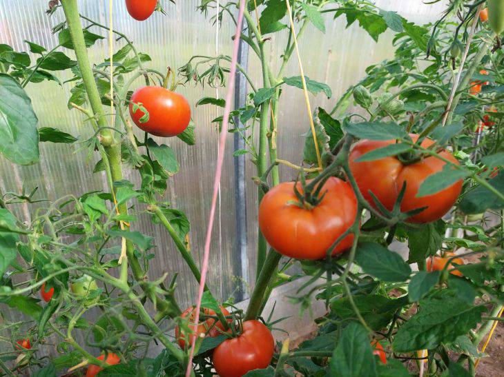 Summer residents, remember: this is what always speeds up the ripening of tomatoes in August tomatoes