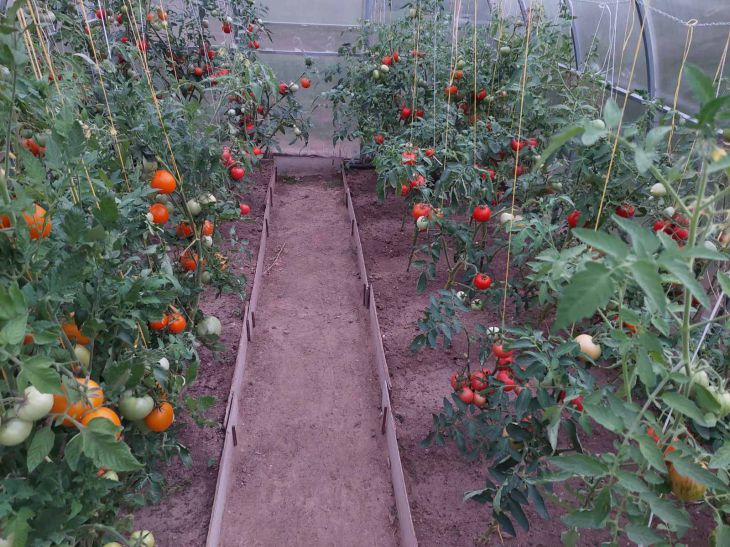 Unbedingt entfernen: Das müssen Sie im August mit Tomatensträuchern tun, um die Ernte nicht zu verlieren – ein wichtiger Vorgang Tomaten