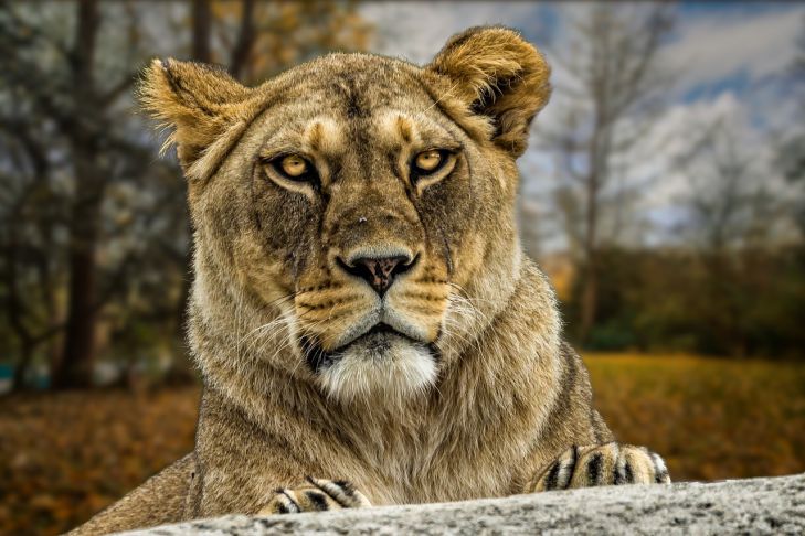 Neither a tiger nor a lion: what made the liger Hercules famous - interesting facts about an unusual animal animal
