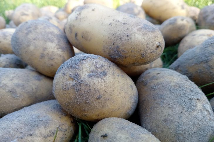 Les personnes minces mangent-elles des pommes de terre : la réponse des nutritionnistes vous surprendra pomme de terre
