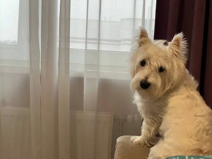Que se passe-t-il dans le cerveau d'un chien lorsqu'il communique avec une personne : des scientifiques chinois l'ont découvert Chien