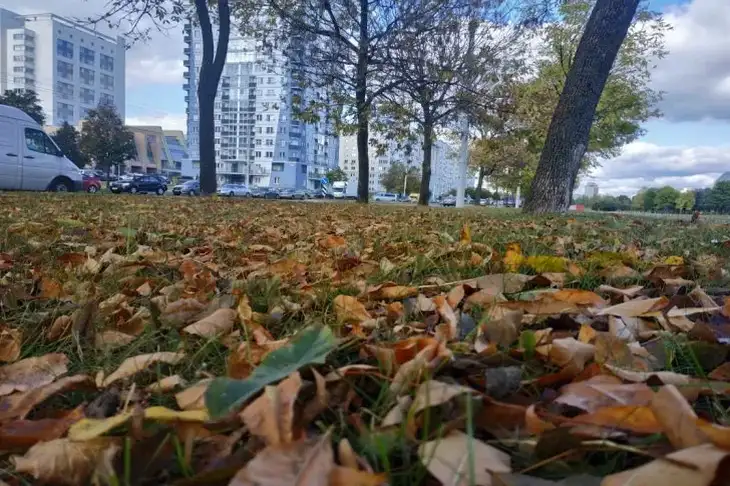 Qué día festivo es hoy: 26 de septiembre de 2024 Hojas