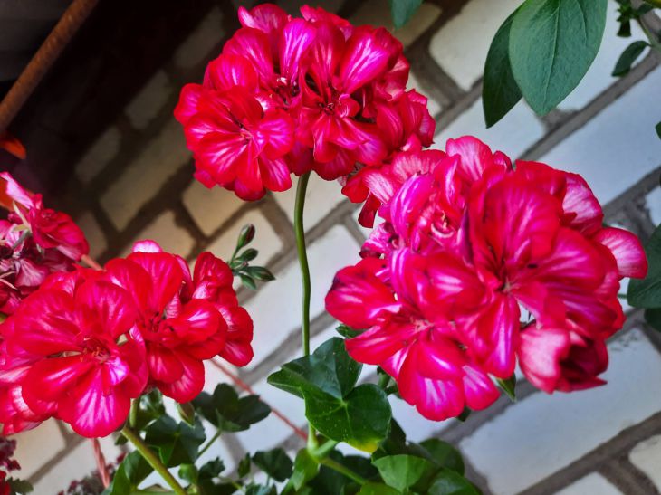 How to understand that it is time to change the soil in pots: not all gardeners know flower