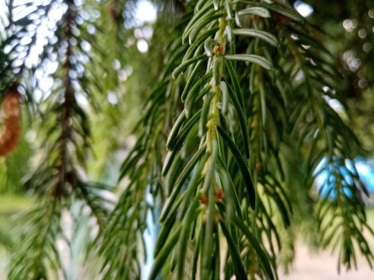 How to use pine needles in the country: the best options are named a pine tree