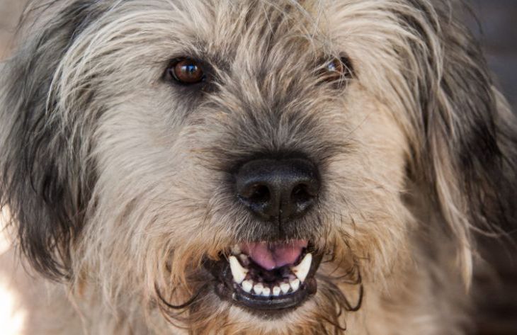 Qué tipo de personas no les gustan a los perros: opinión de expertos perro