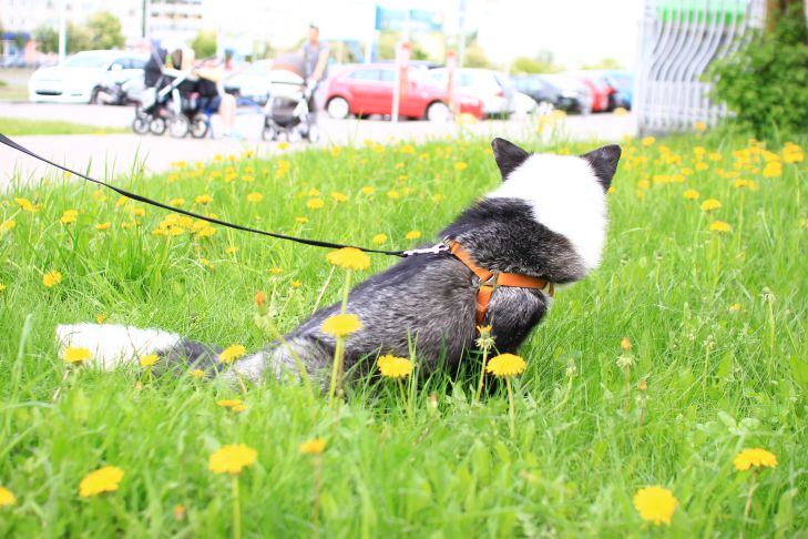 Comment améliorer la vie des animaux de compagnie : recommandations d'experts chien