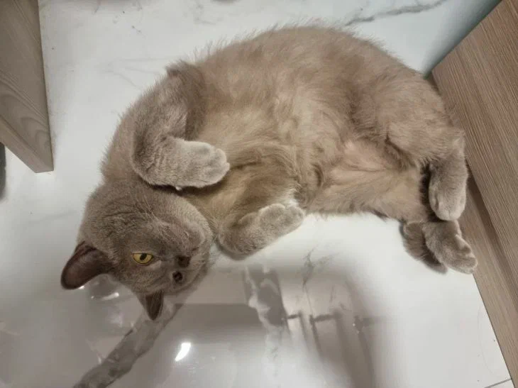 Est-il vrai qu'un chat a besoin d'être nourri de la même chose toute sa vie : un avis faisant autorité Chat