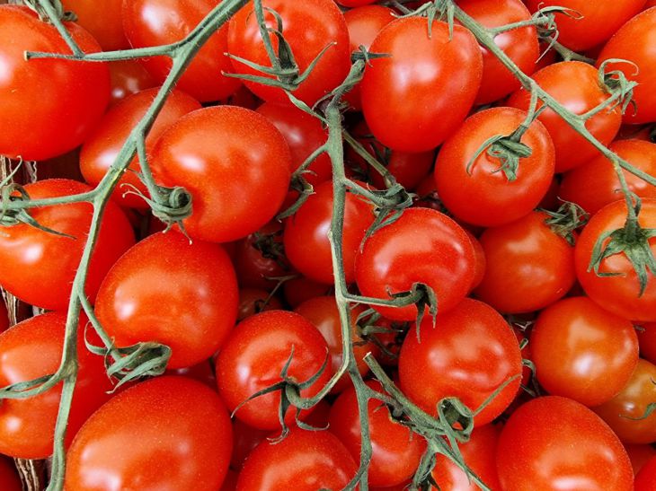 Which tomato varieties are resistant to late blight: a note for gardeners tomatoes