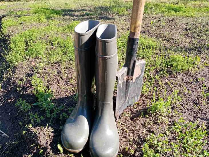 A simple and reliable method: how to get rid of cherry and plum shoots now – summer residents will appreciate it growth