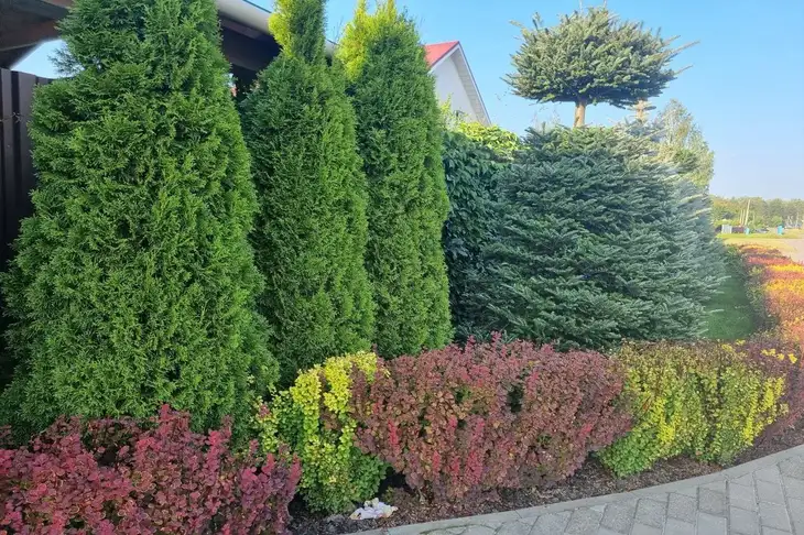 Plants