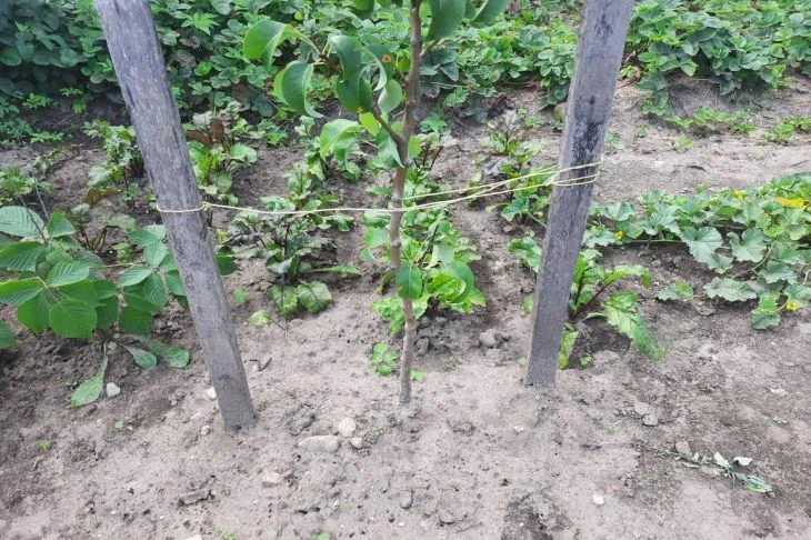 How to choose quality seedlings: with these tips, your purchase will definitely not disappoint Seedling