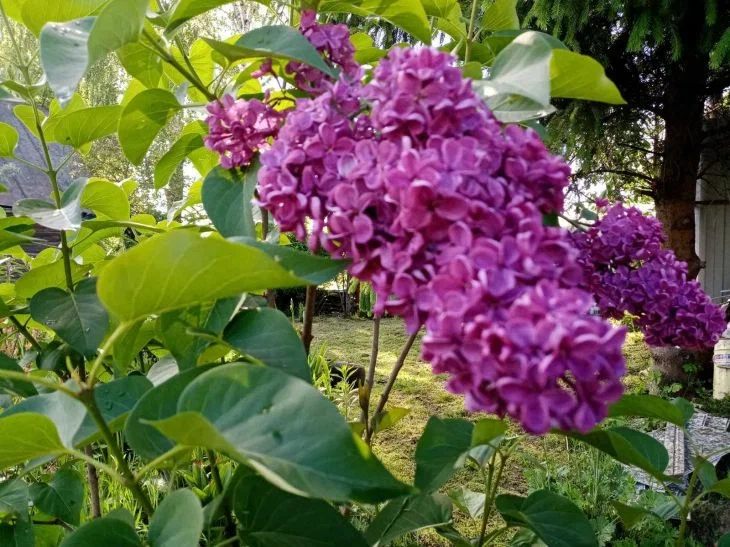 Quels arbustes peuvent être plantés pour la beauté du côté de la rue de la clôture : un classique intemporel Lilas