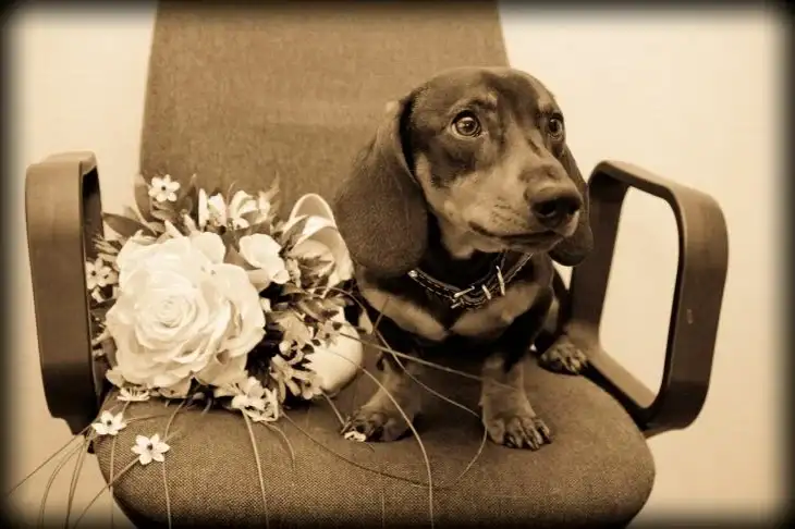 5 consejos para dueños de perros hiperactivos: cómo ayudar a tu mascota a calmarse Perro