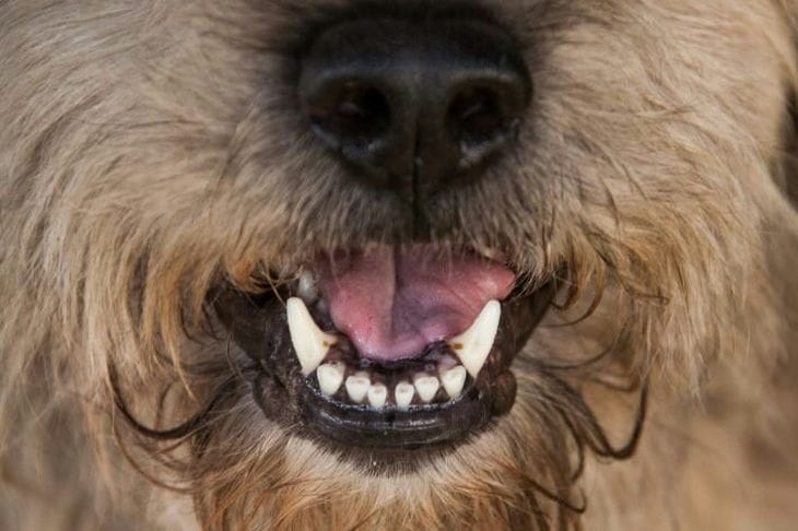 Top 5 Rarest Dog Breeds: You Definitely Haven't Heard Of Them Dog