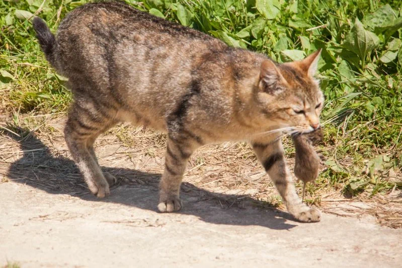 Little-known facts about cats: even cat lovers don't suspect this Cat