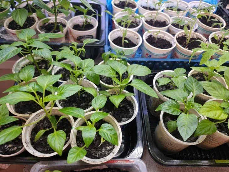 Add this fertilizer to the soil and you won't recognize your seedlings: a folk recipe Seedling