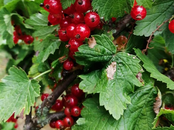 How to feed currants to get a rich harvest of large berries Currant