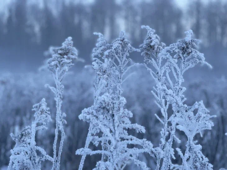 Belarusians warned of night frosts: temperature will drop to -7 degrees Frost