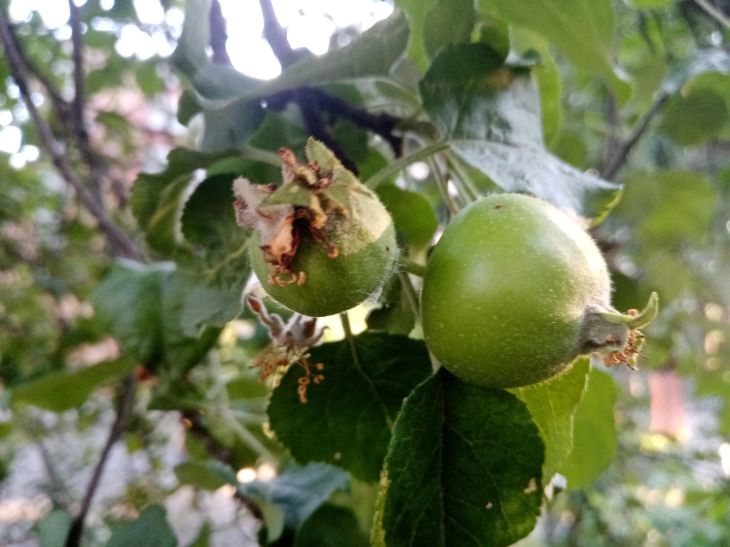 How to understand that an apple tree can no longer be saved: gardeners were told 3 main signs Apples
