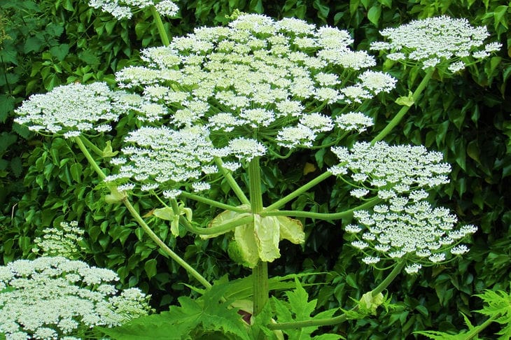 How knowledgeable people fight hogweed: the growth of even such a “monster” can be brought under control Hogweed