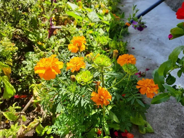 Flowers