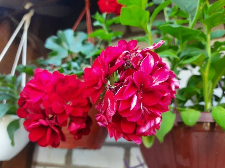 How to Insulate Potted Plants for Winter: All Options in One Place Flowers