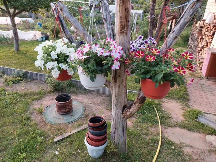 Plants in a hanging basket: 3 main secrets of their lush flowering Flowers