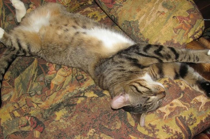 How to entertain a cat while it is home alone: 4 options for caring owners Cat