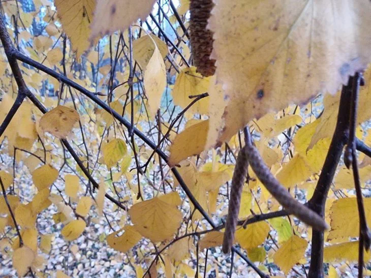 What holiday is today: November 7, 2024 Leaves